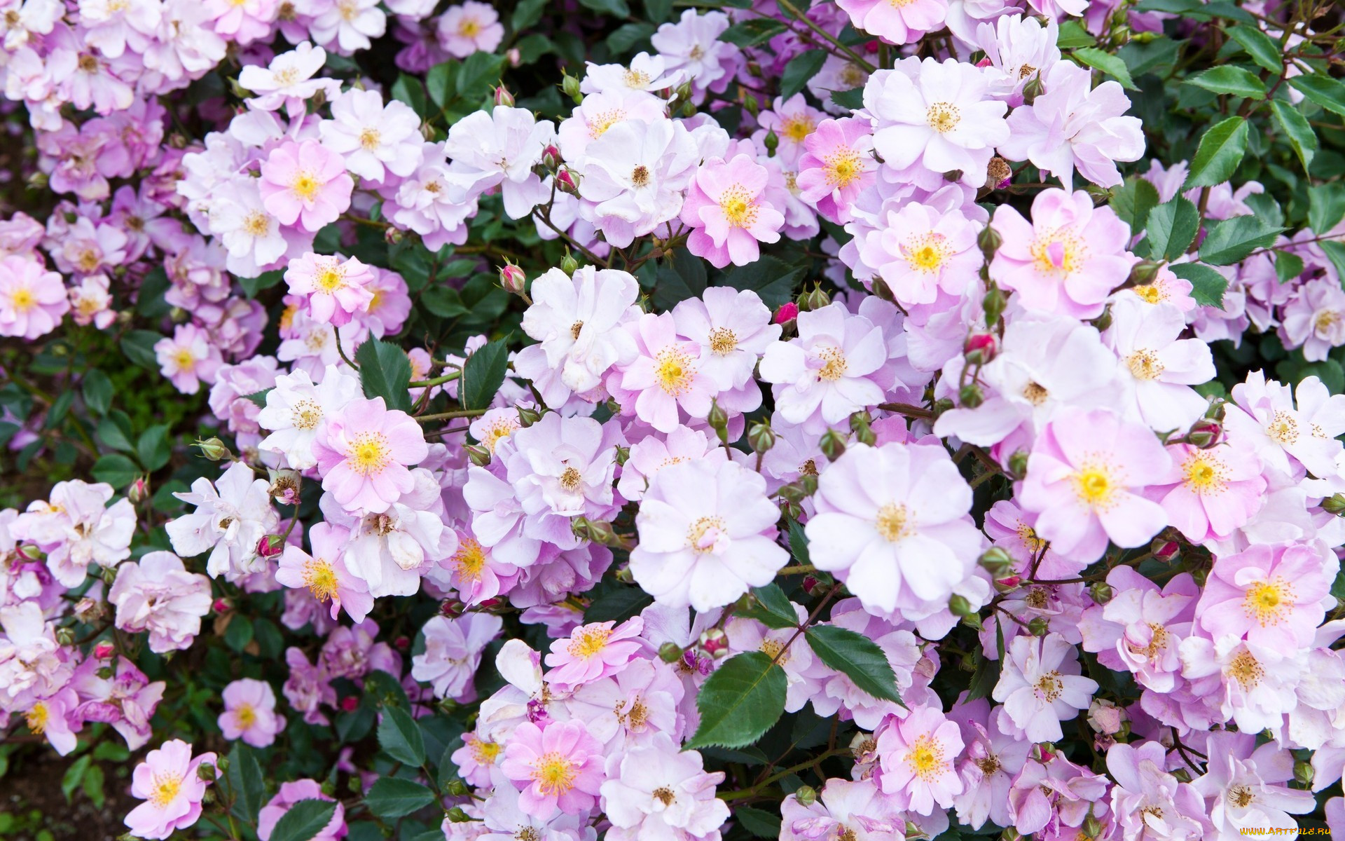 , , , , spring, garden, flowers